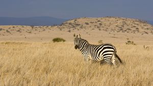 Preview wallpaper zebra, grass, striped, climbing, valley, prairie