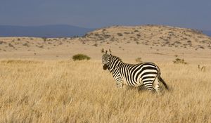 Preview wallpaper zebra, grass, striped, climbing, valley, prairie