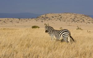 Preview wallpaper zebra, grass, striped, climbing, valley, prairie