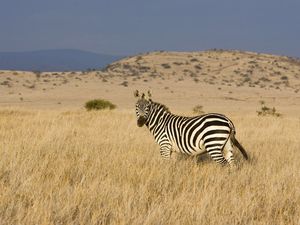 Preview wallpaper zebra, grass, striped, climbing, valley, prairie