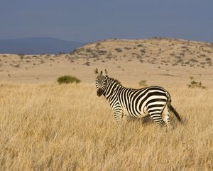 Preview wallpaper zebra, grass, striped, climbing, valley, prairie