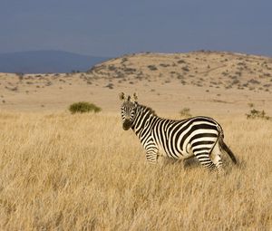 Preview wallpaper zebra, grass, striped, climbing, valley, prairie