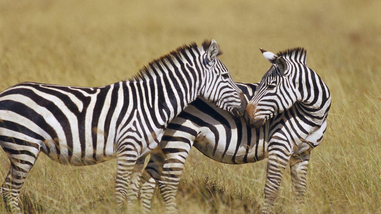 Wallpaper zebra, grass, strips, stand