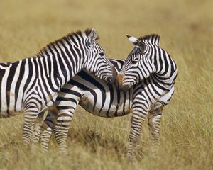 Preview wallpaper zebra, grass, strips, stand