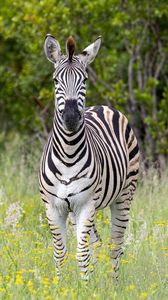 Preview wallpaper zebra, grass, trees, flowers, nature, animal