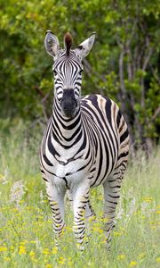 Preview wallpaper zebra, grass, trees, flowers, nature, animal