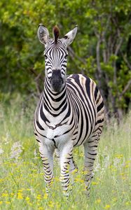 Preview wallpaper zebra, grass, trees, flowers, nature, animal