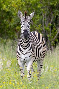 Preview wallpaper zebra, grass, trees, flowers, nature, animal