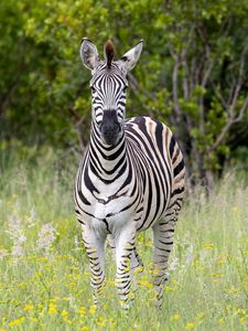 Preview wallpaper zebra, grass, trees, flowers, nature, animal
