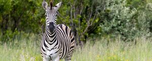 Preview wallpaper zebra, grass, trees, flowers, nature, animal