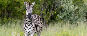 Preview wallpaper zebra, grass, trees, flowers, nature, animal