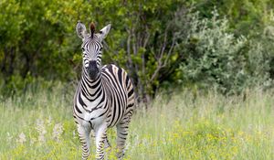 Preview wallpaper zebra, grass, trees, flowers, nature, animal