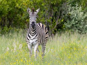 Preview wallpaper zebra, grass, trees, flowers, nature, animal