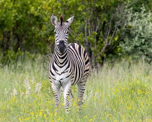 Preview wallpaper zebra, grass, trees, flowers, nature, animal
