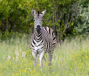 Preview wallpaper zebra, grass, trees, flowers, nature, animal