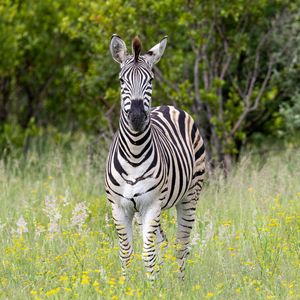 Preview wallpaper zebra, grass, trees, flowers, nature, animal