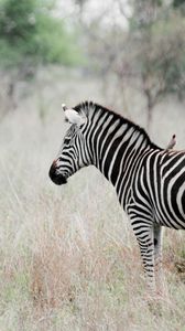 Preview wallpaper zebra, grass, walk, golf, stand