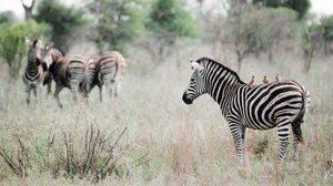 Preview wallpaper zebra, grass, walk, golf, stand