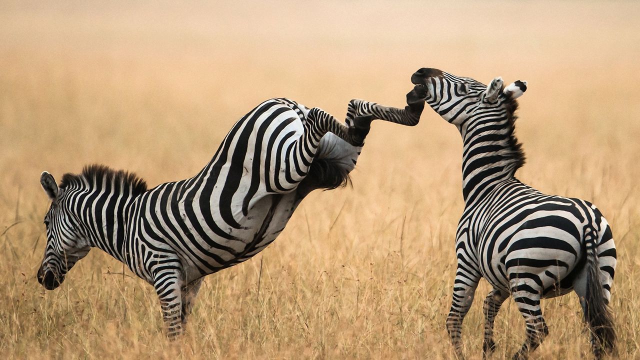 Wallpaper zebra, grass, walk, a pair of