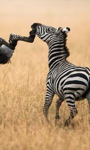 Preview wallpaper zebra, grass, walk, a pair of