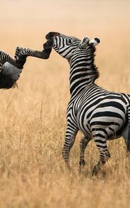 Preview wallpaper zebra, grass, walk, a pair of