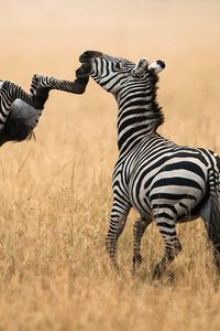 Preview wallpaper zebra, grass, walk, a pair of