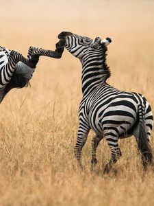 Preview wallpaper zebra, grass, walk, a pair of