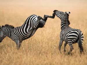 Preview wallpaper zebra, grass, walk, a pair of