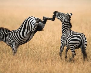 Preview wallpaper zebra, grass, walk, a pair of