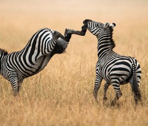 Preview wallpaper zebra, grass, walk, a pair of