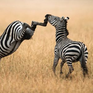 Preview wallpaper zebra, grass, walk, a pair of