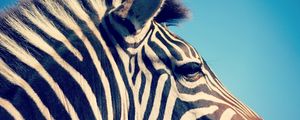Preview wallpaper zebra, head, band