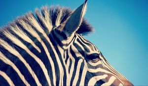 Preview wallpaper zebra, head, band