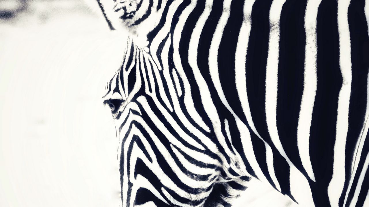 Wallpaper zebra, head, stripes, animal, black and white