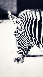 Preview wallpaper zebra, head, stripes, animal, black and white