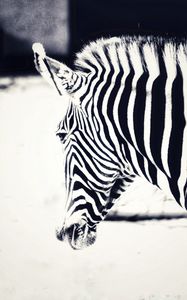 Preview wallpaper zebra, head, stripes, animal, black and white