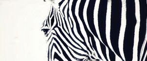 Preview wallpaper zebra, head, stripes, animal, black and white