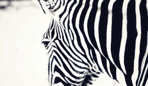 Preview wallpaper zebra, head, stripes, animal, black and white