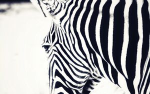 Preview wallpaper zebra, head, stripes, animal, black and white