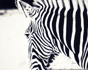 Preview wallpaper zebra, head, stripes, animal, black and white