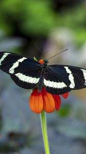 Preview wallpaper zebra heliconian, butterfly, flower, petals, macro