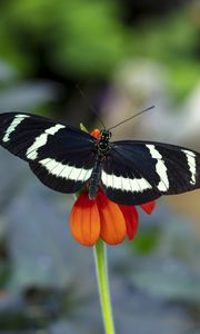 Preview wallpaper zebra heliconian, butterfly, flower, petals, macro