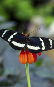 Preview wallpaper zebra heliconian, butterfly, flower, petals, macro