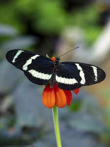 Preview wallpaper zebra heliconian, butterfly, flower, petals, macro