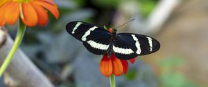 Preview wallpaper zebra heliconian, butterfly, flower, petals, macro