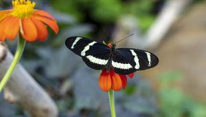 Preview wallpaper zebra heliconian, butterfly, flower, petals, macro