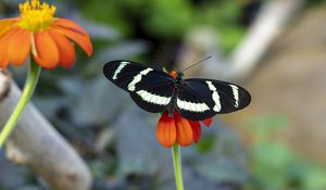 Preview wallpaper zebra heliconian, butterfly, flower, petals, macro