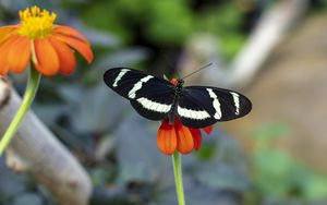 Preview wallpaper zebra heliconian, butterfly, flower, petals, macro