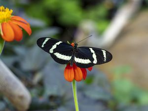 Preview wallpaper zebra heliconian, butterfly, flower, petals, macro