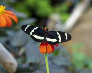 Preview wallpaper zebra heliconian, butterfly, flower, petals, macro